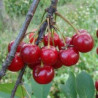 Cerisier 'Griotte Grosse à Ratafia'