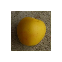 Pommier 'Golden Delicious'