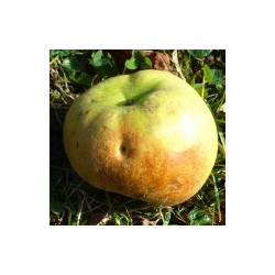 Pommier 'Royal Russet'