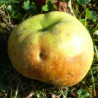 Pommier 'Royal Russet'