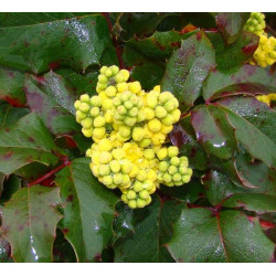 Mahonia commun