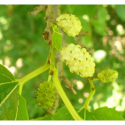 Mûrier blanc