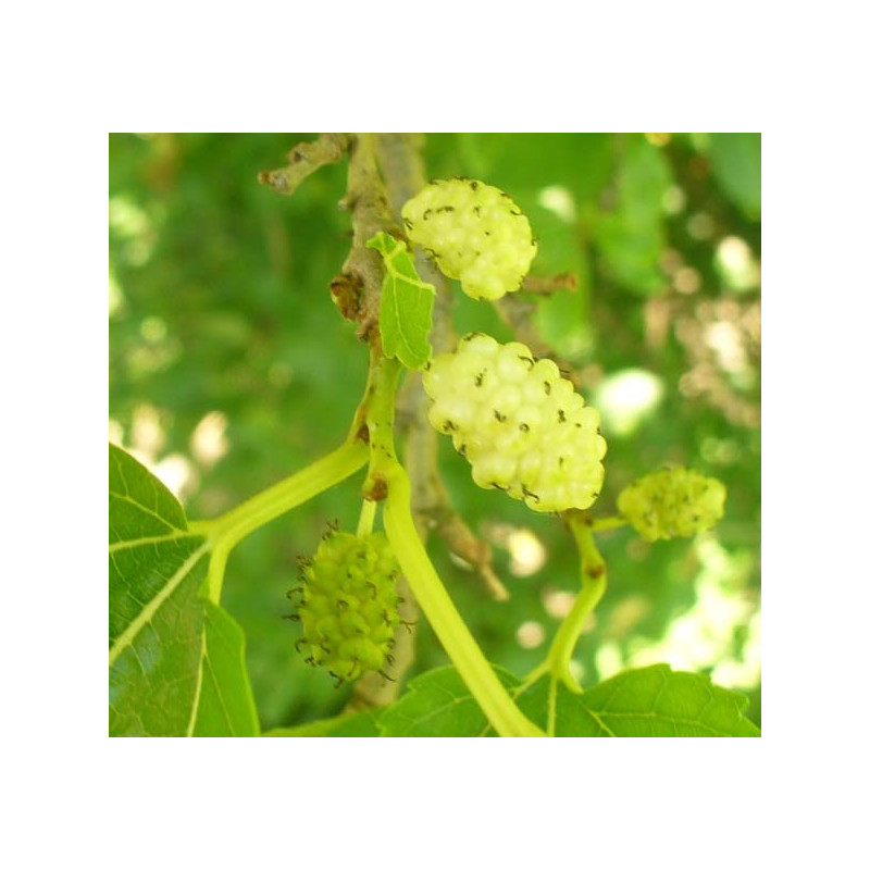 Mûrier blanc