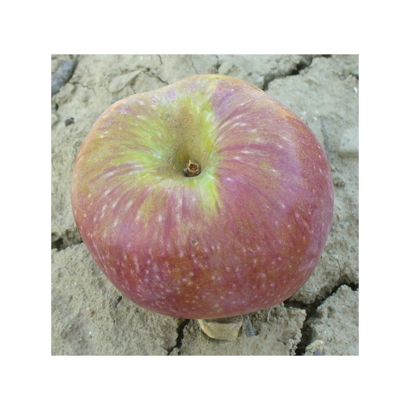 Pommier 'Pearmain d'Hiver'