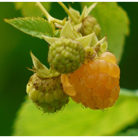 Framboisier 'Surprise d'Automne'