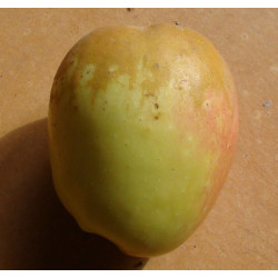 Pommier 'Romarin Blanc'