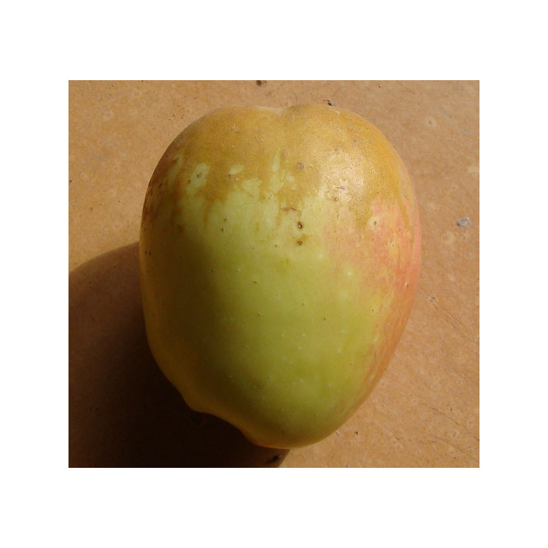 Pommier 'Romarin Blanc'