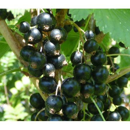 Cassis 'Commun à Fruits Noirs'