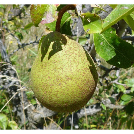 Poirier 'Merveille de Sisteron'