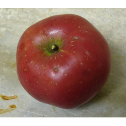 Pommier 'Stayman Winesap'