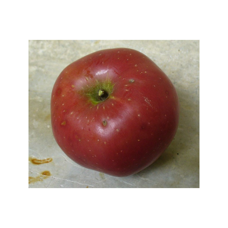 Pommier 'Stayman Winesap'