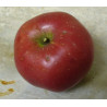 Pommier 'Stayman Winesap'