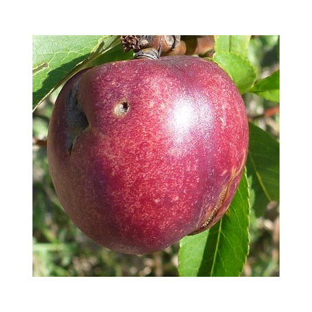 Pêcher 'Nectarine Pine Apple'