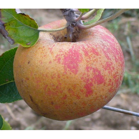 Pommier 'Reinette de Mâcon'