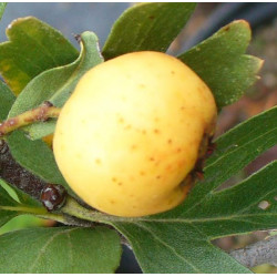 Azerolier 'A Fruit Blanc'