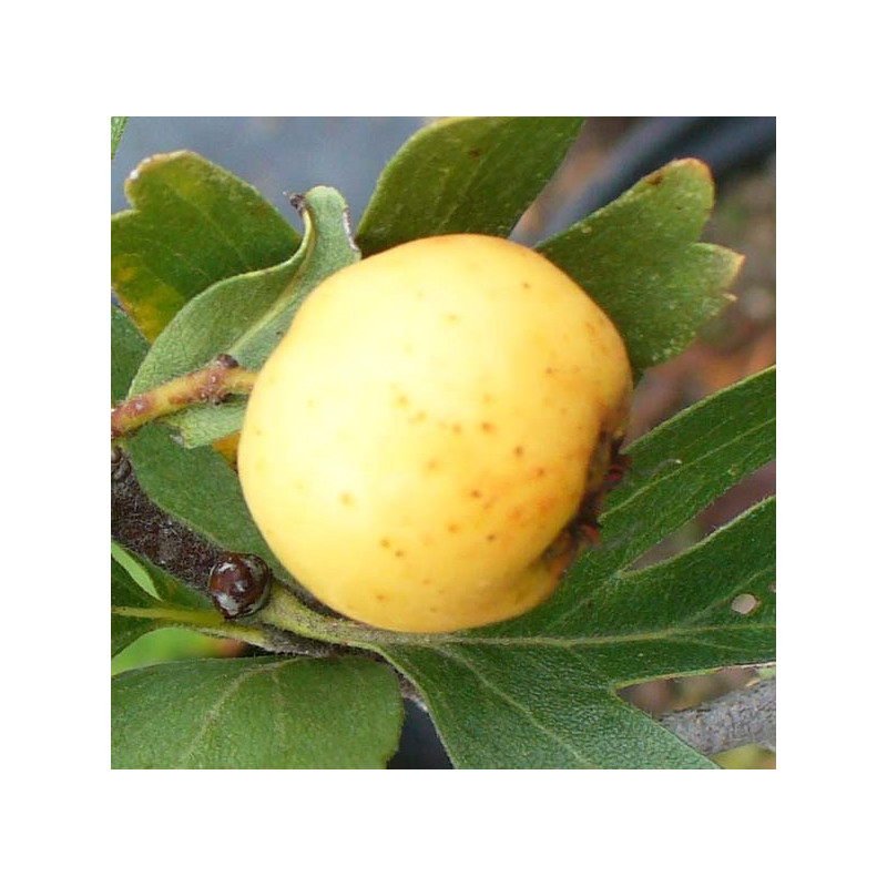 Azerolier 'A Fruit Blanc'