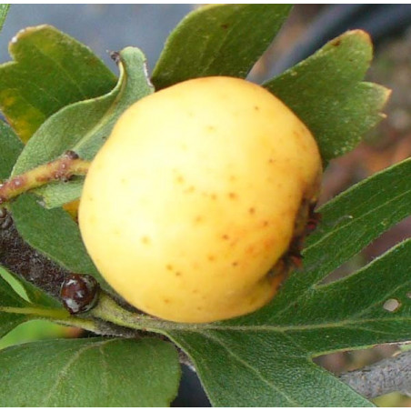 Azerolier 'A Fruit Blanc'