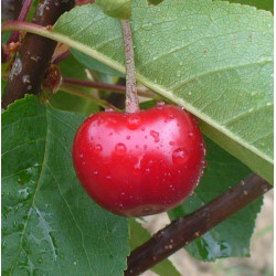 Cerisier 'Griotte Rouge de Piémont'