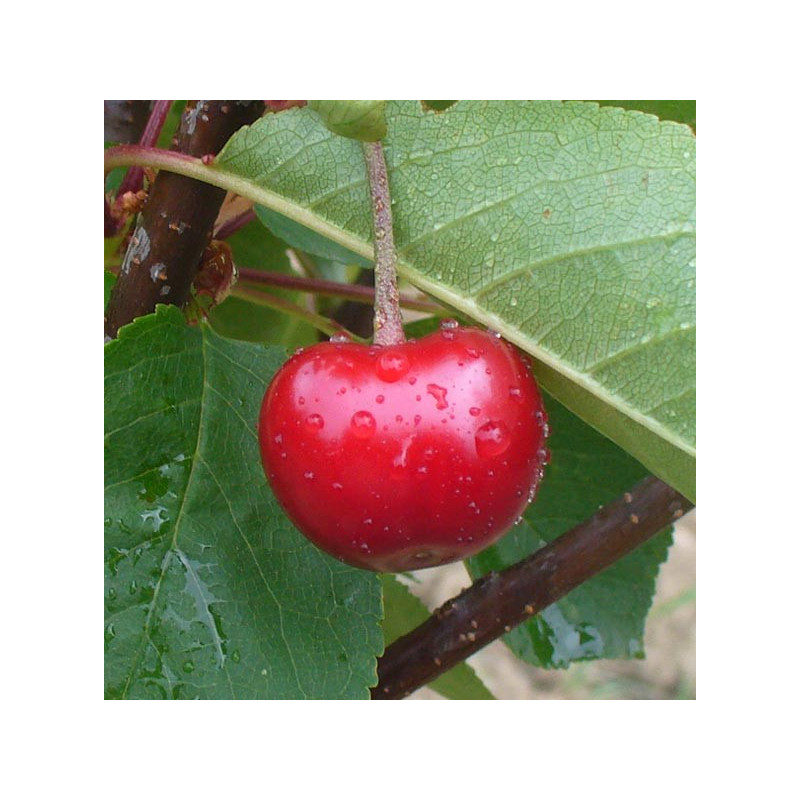 Cerisier 'Griotte Rouge de Piémont'