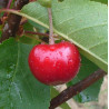 Cerisier 'Griotte Rouge de Piémont'