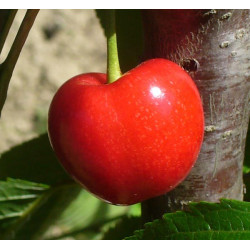 Cerisier 'Bigarreau Pélissier'