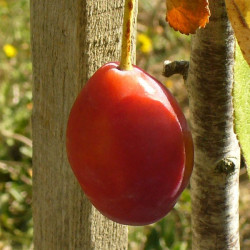 Prunier 'Pond's Seedling'