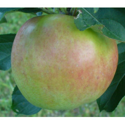 Pommier 'Gravenstein'