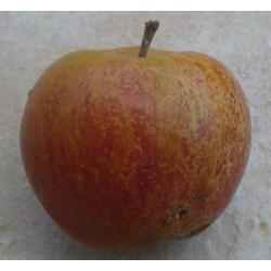 Pommier 'Pearmain d'Eté'