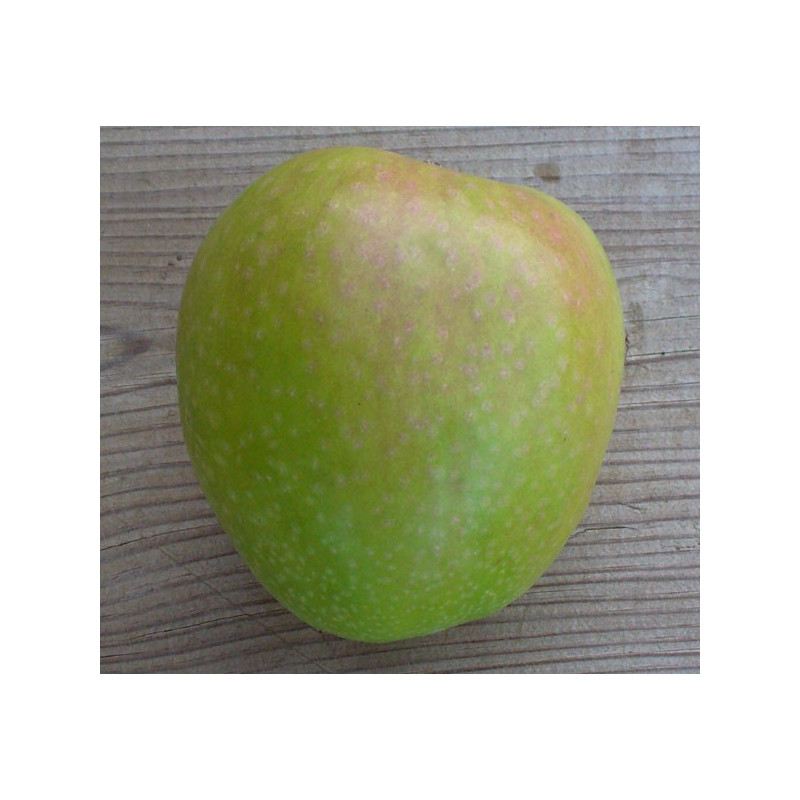 Pommier 'Granny Smith'