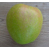 Pommier 'Granny Smith'