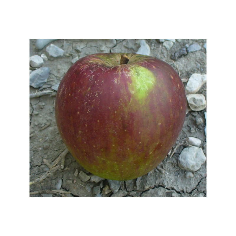 Pommier 'Vauriace'