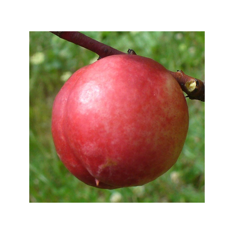 Pêcher 'Nectarine-Cerise'