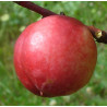 Pêcher 'Nectarine-Cerise'