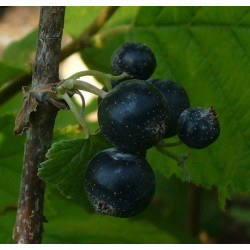 Cassis 'Merveille de la Gironde'