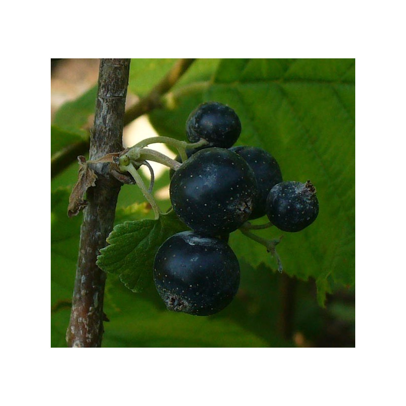 Cassis 'Merveille de la Gironde'