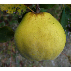 Cognassier 'Commun en Forme de Pomme'