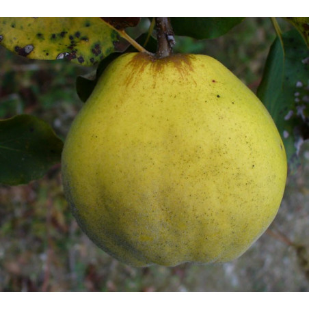 Cognassier 'Commun en Forme de Pomme'