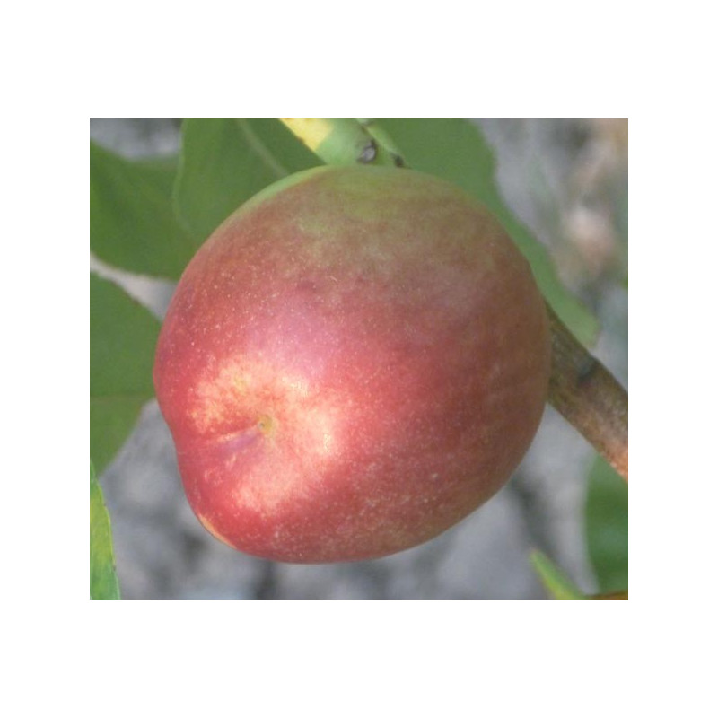 Pêcher 'Nectarine Lord Napier'