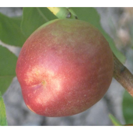 Pêcher 'Nectarine Lord Napier'