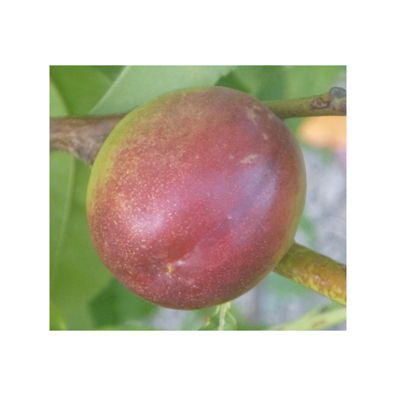 Pêcher 'Nectarine Elruge'