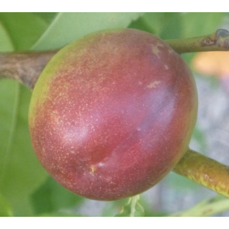 Pêcher 'Nectarine Elruge'