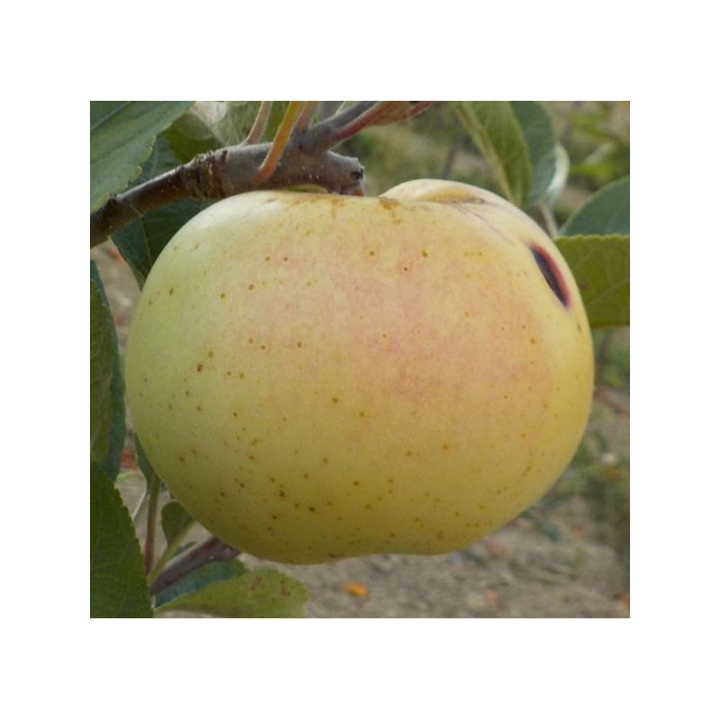 Pommier 'Belle de Magny'