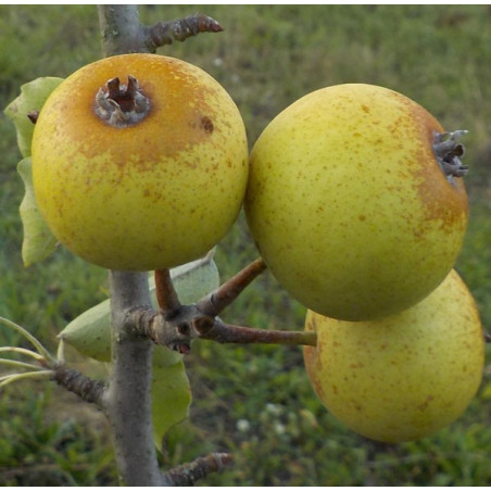 Poirier 'Plant-de-Blanc'