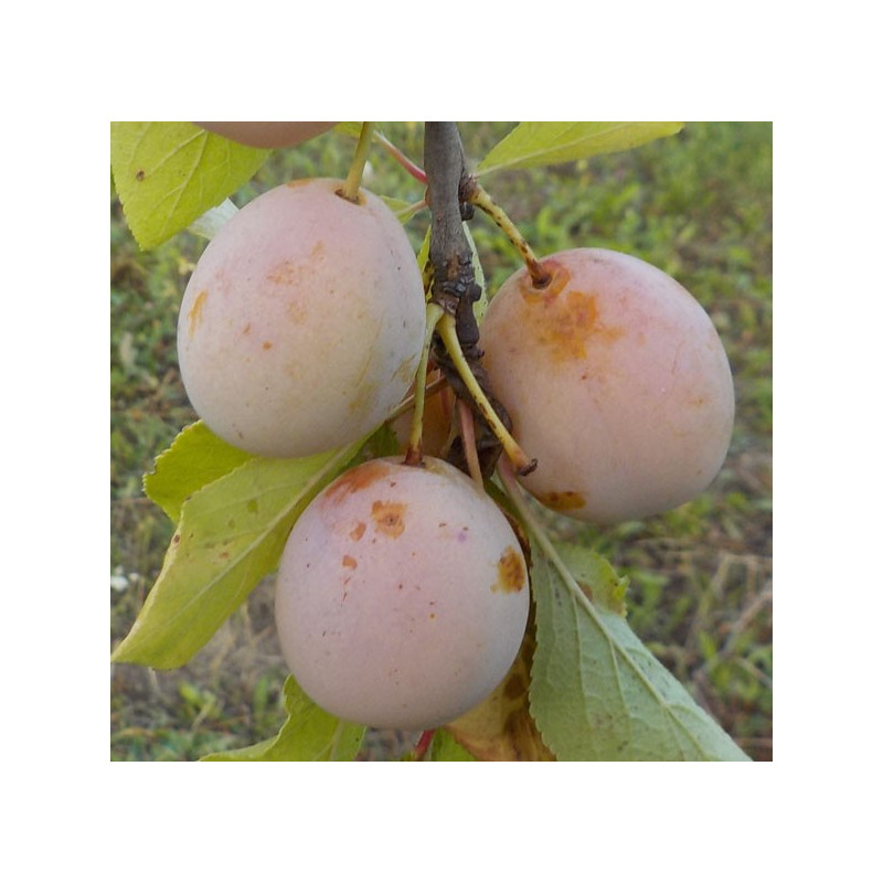 Prunier 'Sainte-Catherine' Prunier 'Sainte-Catherine'