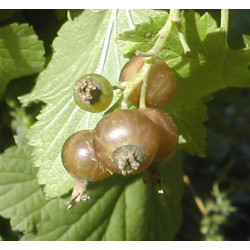 Cassis 'A Fruits Blancs'