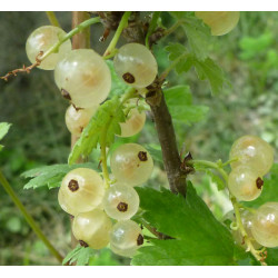 Groseillier 'Bar le Duc à Fruits Blancs'