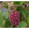 Mûre 'Loganberry'