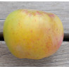 Pommier 'Calville Gloire de Doué'
