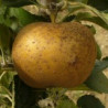 Pommier 'Reinette Grise'