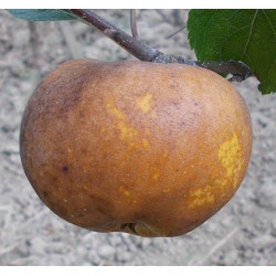 Pommier 'Gros-Fenouillet Gris'